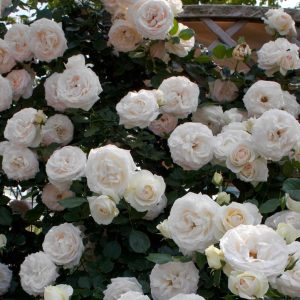 ROSA `WHITE EDEN` - CL