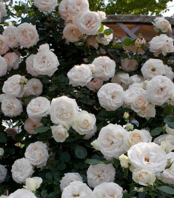 ROSA `WHITE EDEN` - CL