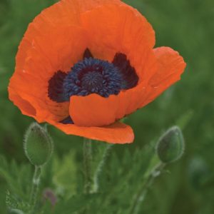 PAPAVER ORIENTALE `PRINCE OF ORANGE`
