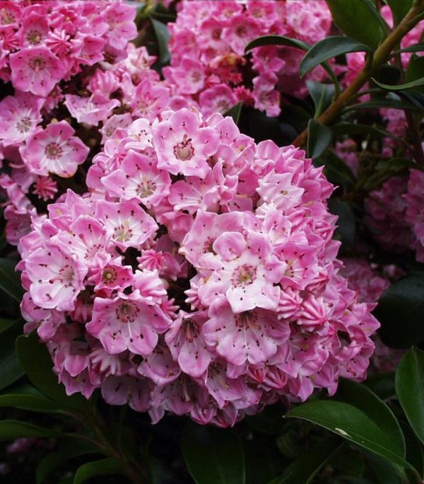 KALMIA LATIFOLIA `BRIDESMAID`