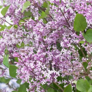 SYRINGA MEYERI `FLOWERFESTA  PURPLE`