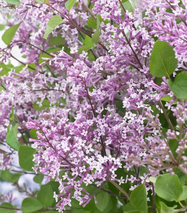 SYRINGA MEYERI `FLOWERFESTA  PURPLE`