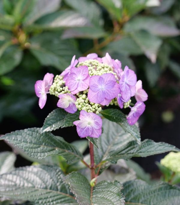 HYDRANGEA M.S. `TUFF STUFF TOP FUN`