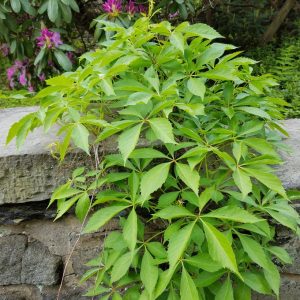 PARTHENOCISSUS QUINQUEFOLIA