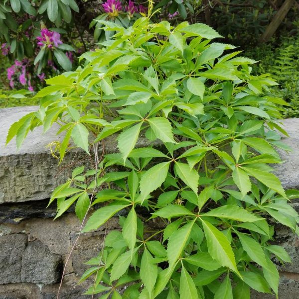 PARTHENOCISSUS QUINQUEFOLIA