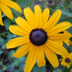RUDBECKIA HIRTA