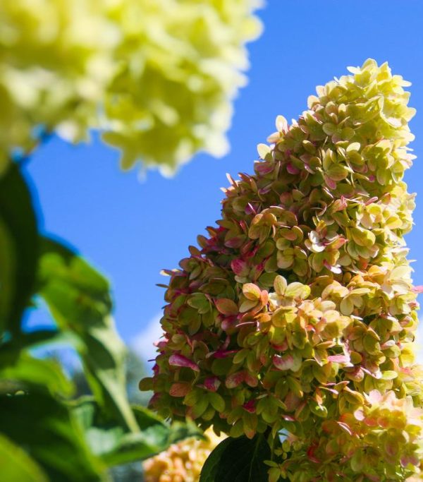HYDRANGEA PAN. `DRAGON BABY`