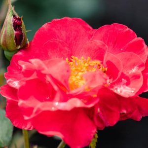ROSA `CINNAMON HEARTS`