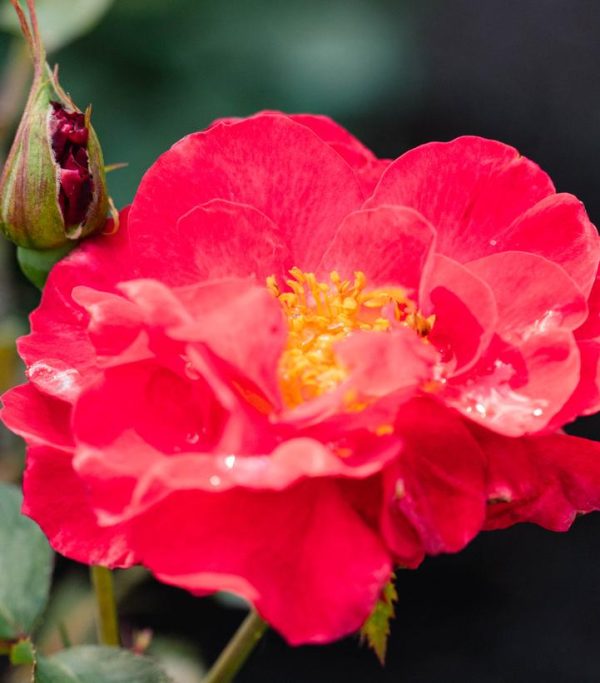 ROSA `CINNAMON HEARTS`