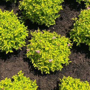 SPIRAEA `PINEAPPLE POPROCKS`