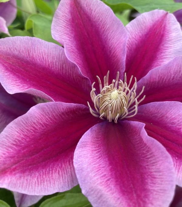 CLEMATIS `POSEIDON`