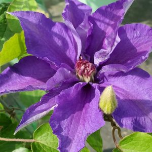 CLEMATIS `LINDSAY` (MUST SLEEVE)