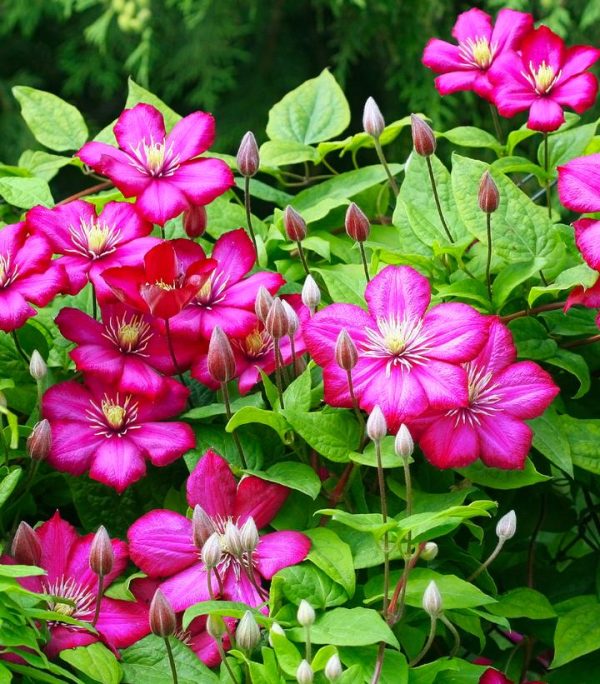 CLEMATIS `ROGUE CARDINAL`