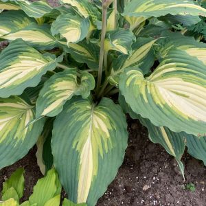 HOSTA SHADOWLAND `LOVE STORY`