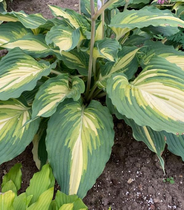 HOSTA SHADOWLAND `LOVE STORY`