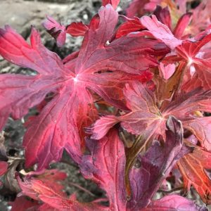 GERANIUM MACULATUM `CRANE DANCE`