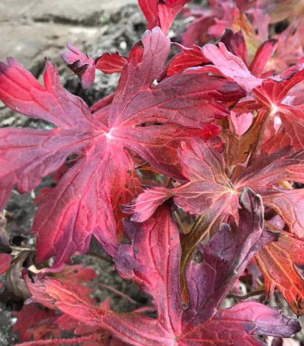 GERANIUM MACULATUM `CRANE DANCE`