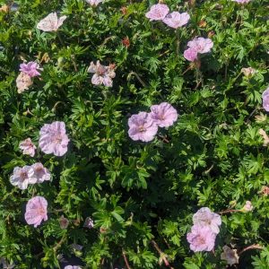 GERANIUM SANGUINEUM VAR. STRIATUM