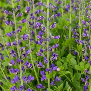 BAPTISIA DECADENCE `PERIWINKLE POPSICLE`