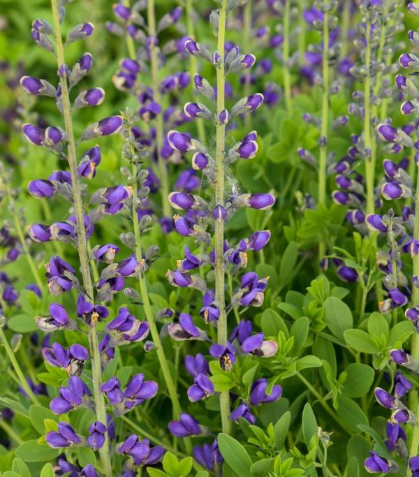 BAPTISIA DECADENCE `PERIWINKLE POPSICLE`