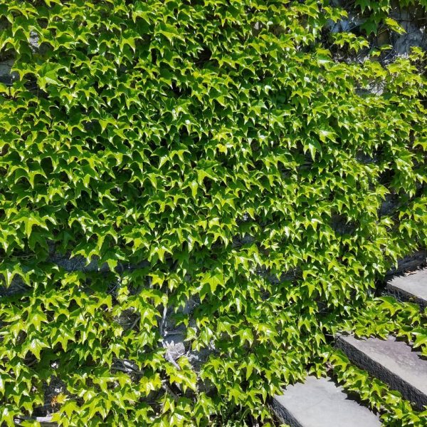PARTHENOCISSUS TRICUSPIDATA