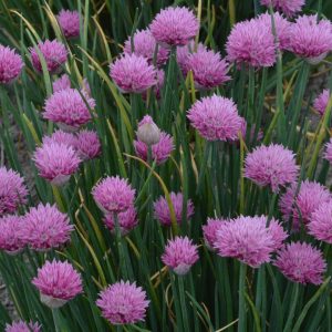 ALLIUM LUSITANICUM `SUMMER BEAUTY`