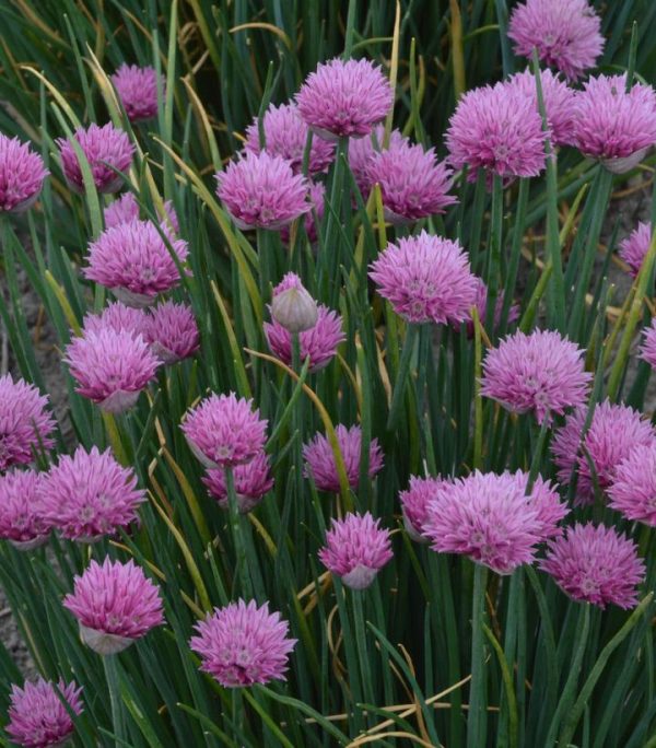 ALLIUM LUSITANICUM `SUMMER BEAUTY`