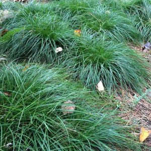 CAREX DIVULSA