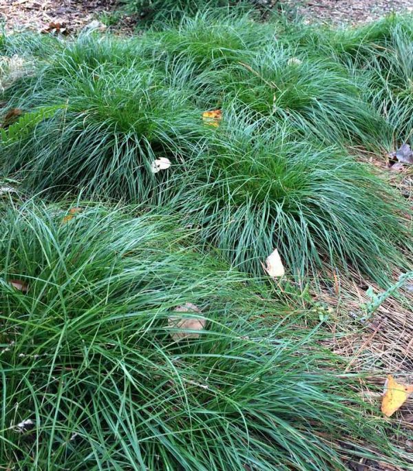 CAREX DIVULSA