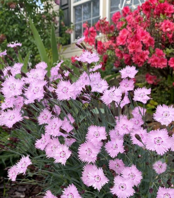 DIANTHUS `BATH`S PINK`