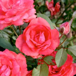 ROSA `TAHITIAN TREASURE`