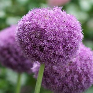 ALLIUM `PARTY BALLOONS`