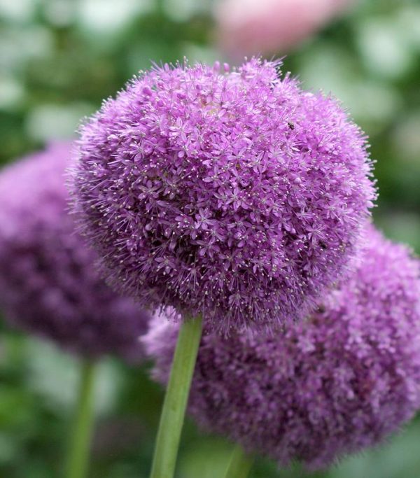 ALLIUM `PARTY BALLOONS`