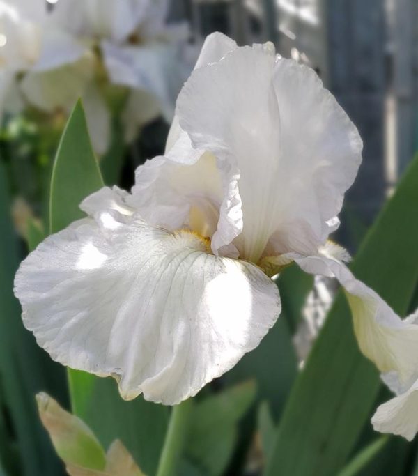 IRIS GERMANICA `RENOWN` (WHITE)
