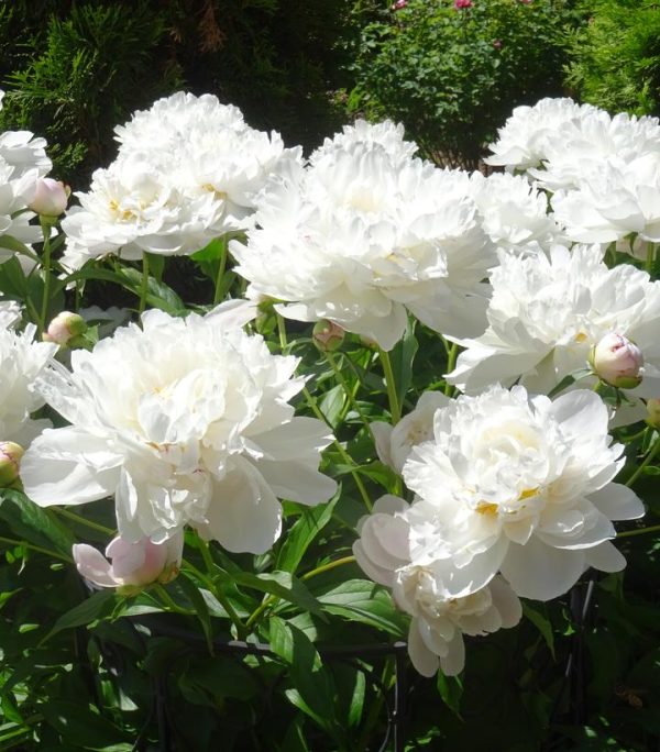 PAEONIA LACTIFLORA `GARDENIA` (WHITE)