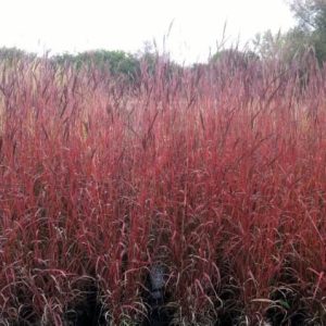 ANDROPOGON GERARDII `DANCING WIND`
