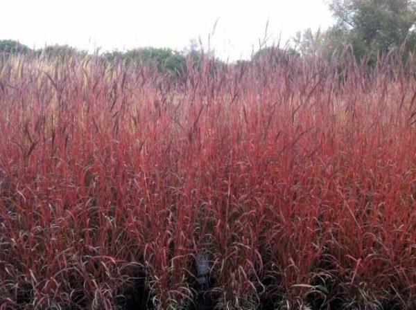 ANDROPOGON GERARDII `DANCING WIND`