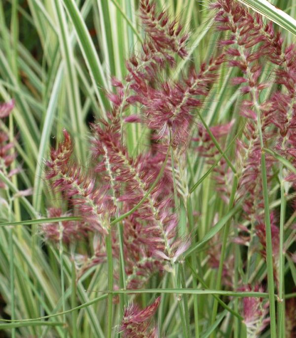 PENNISETUM ORIENTALE `KARLEY ROSE`