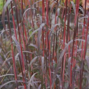 ANDROPOGON GERARDII `HOLY SMOKE`