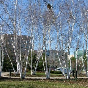 BETULA X `AVALANCHE`