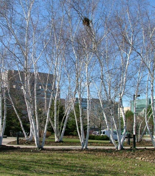 BETULA X `AVALANCHE`