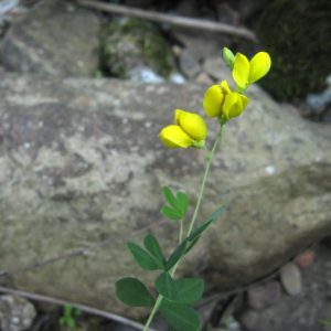 BAPTISIA TINCTORIA