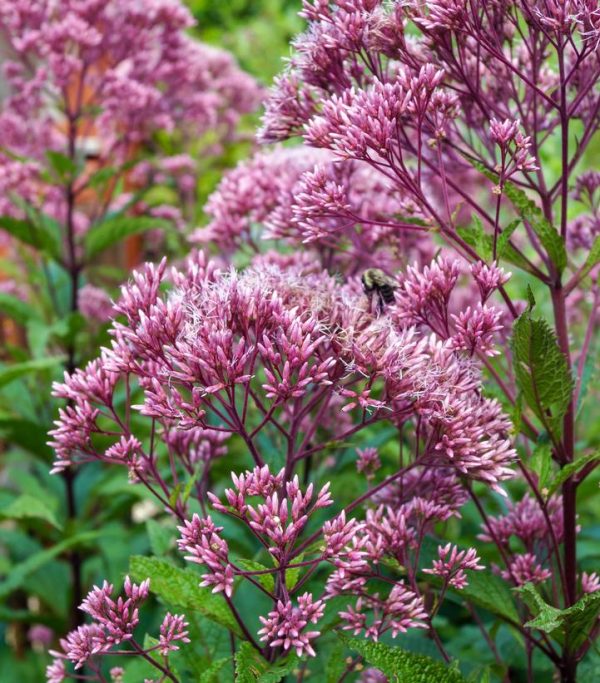 EUPATORIUM MACULATUM