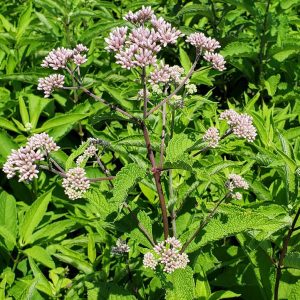 EUPATORIUM PURPUREUM