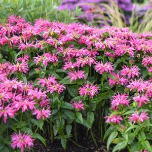 MONARDA `LEADING LADY PINK`