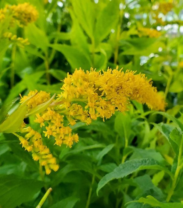 SOLIDAGO RUGOSA