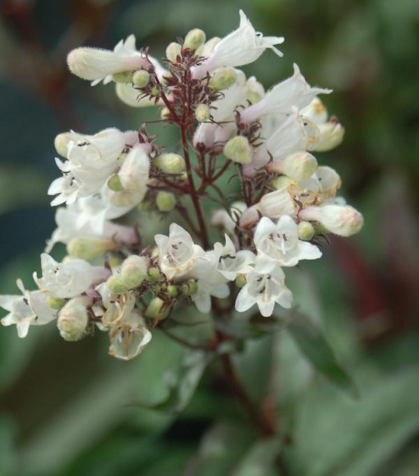 PENSTEMON DIGITALIS `HUSKER RED`