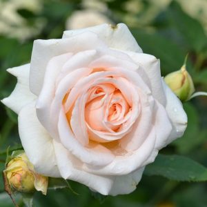 ROSA `FLOWER CARPET CHAMPAGNE`