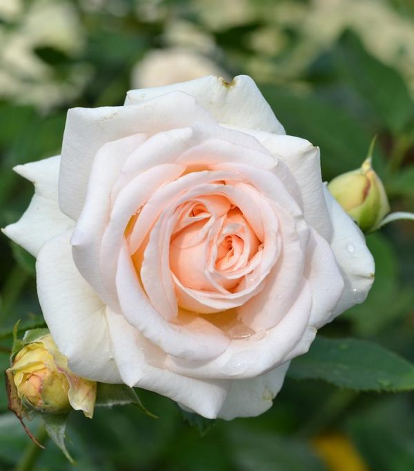 ROSA `FLOWER CARPET CHAMPAGNE`