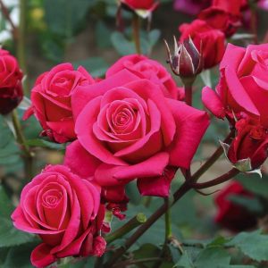 ROSA `FLOWER CARPET LIPSTICK`